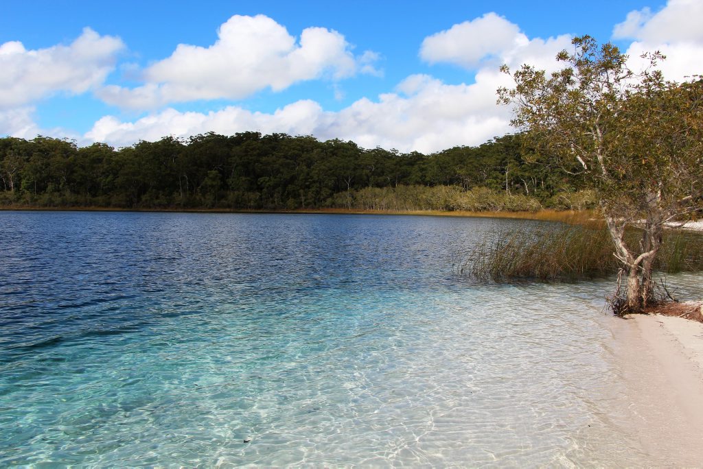 Fraser Island's beautiful Lake McKenzie. Fraser Island's beautiful Lake McKenzie.